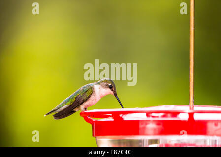 Weibliche Ruby-Throated Hummingbird Fütterung bei rotem Kunststoff kolibrizufuhr. Stockfoto