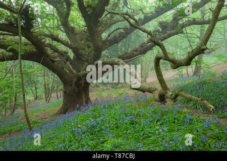 Bluebells in einem nebelhaften West Sussex Wälder. Stockfoto