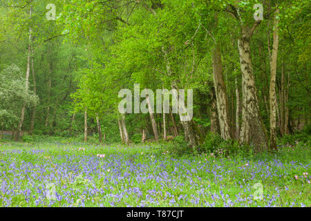 Frühling Morgen in West Sussex Wälder. Stockfoto