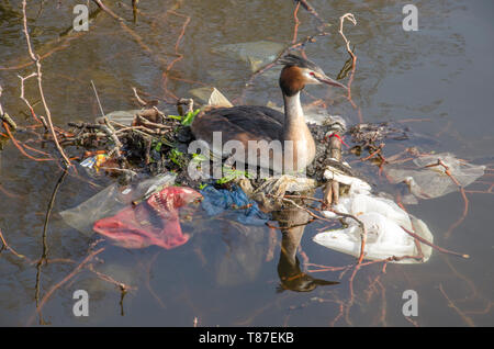 Haubentaucher auf ein Nest von Müll und Zweigniederlassungen, die in einem Teich in einer Stadt park Stockfoto