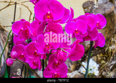 Nahaufnahme von Lila motte Orchidee Blumen, beliebte kultiviert Blumen aus Asien, Natur Hintergrund Stockfoto