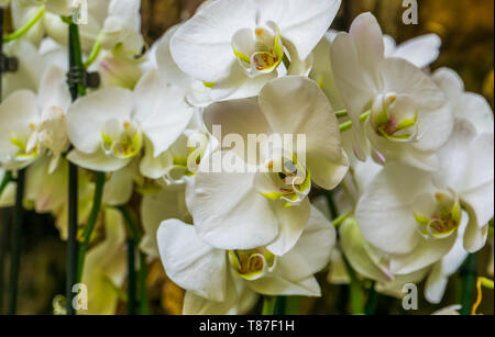 Schönen Cluster von White Moth Orchidee Blumen, blühenden Pflanze aus Asien, Natur Hintergrund Stockfoto