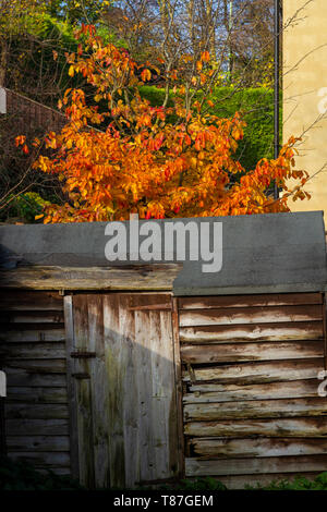 Verrotten Gartenhaus und Blätter im Herbst Stockfoto