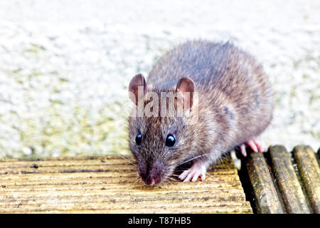 Junge braune Ratte (Rattus norvegicus), Penzance, Cornwall, England, Großbritannien. Stockfoto