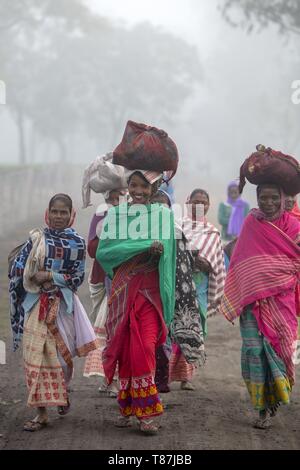 Indien, Assam, Harroocharai tee Immobilien Stockfoto