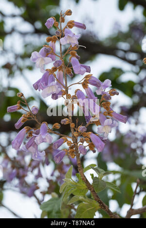 Chinesischer Blauglockenbaum, Kaiserbaum, Kaiser-Paulownie, Blauglockenbaum, Kiribaum, Paulownia Tomentosa, Paulownia Imperialis, Princesstree, foxglo Stockfoto