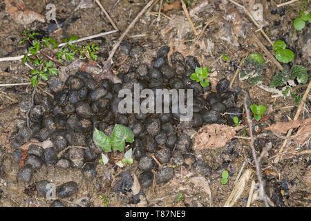 Solucao Vom Rotwild, Rothirsch, Rot-Hirsch, Rot-Wild, Edelhirsch, Cervus Elaphus, Rothirsch, Cerf Élaphe Stockfoto