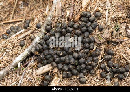 Solucao Vom Rotwild, Rothirsch, Rot-Hirsch, Rot-Wild, Edelhirsch, Cervus Elaphus, Rothirsch, Cerf Élaphe Stockfoto