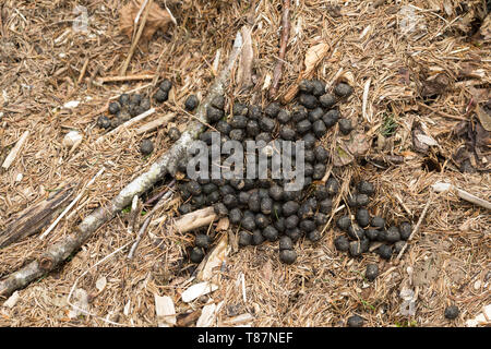 Solucao Vom Rotwild, Rothirsch, Rot-Hirsch, Rot-Wild, Edelhirsch, Cervus Elaphus, Rothirsch, Cerf Élaphe Stockfoto