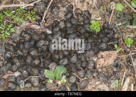 Solucao Vom Rotwild, Rothirsch, Rot-Hirsch, Rot-Wild, Edelhirsch, Cervus Elaphus, Rothirsch, Cerf Élaphe Stockfoto