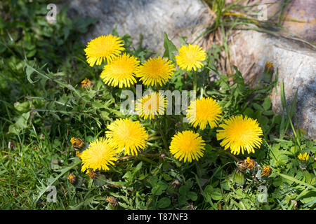 Löwenzahn, Kuhblume, Gemeiner Löwenzahn, Taraxacum Officinale, Taraxacum sect Ruderalia, Löwenzahn, Dent de Lion Stockfoto