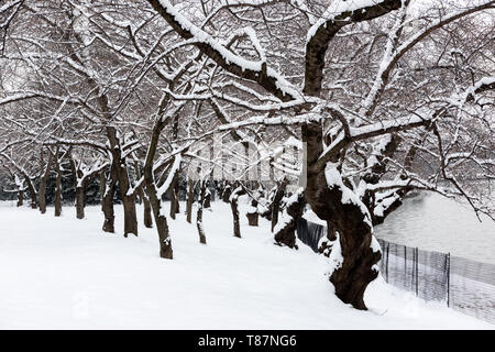 WASHINGTON DC, USA – Eine Schneedecke bedeckt die Kirschbäume am Ufer des Tidal Basin in Washington DC und schafft so eine krasse Winterszene. Die schneebedeckten Äste der Bäume, die typischerweise mit Frühlingsblüten assoziiert sind, bieten einen einzigartigen Blick auf diesen legendären Ort in der Hauptstadt der USA außerhalb der Saison. Stockfoto