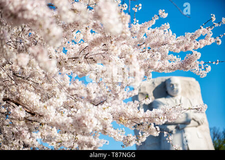 WASHINGTON DC, USA – Kirschblüten bilden den Rahmen für den Martin Luther King Jr. Gedenkstätte während der Blütezeit entlang des Tidal Basin. Die 30 Meter hohe Skulptur Stone of Hope, die Dr. King aus Granit zeigt, steht inmitten der rosafarbenen und weißen Frühlingsanzeige. Die Position der Gedenkstätte zwischen den Jefferson und Lincoln Memorials schafft eine symbolische Ausrichtung des amerikanischen Bürgerrechtsfortschritts. Stockfoto