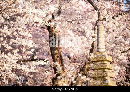 WASHINGTON DC, USA – die japanische Pagode am Tidal Basin in Washington DC ist in voller Blüte von Kirschblüten umgeben. Die Granitlaterne, ein Geschenk aus Japan, steht inmitten der blühenden Kirschbäume und bildet eine malerische Szene, die die Freundschaft zwischen den USA und Japan während des jährlichen National Cherry Blossom Festival symbolisiert. Stockfoto