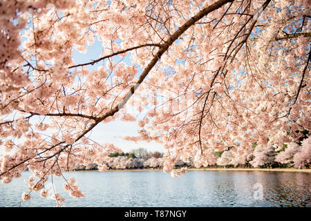 Kirchenblüten mit dem Tidal Basin in Washington DC | WASHINGTON D.C., Vereinigte Staaten — Kirschblütenzweige umrahmen das stille Wasser des Tidal Basin während der Frühlingsblüte. Die Bäume stammen von einem Geschenk von 3.020 Bäumen aus der Stadt Tokio aus dem Jahr 1912, die rund um das Becken als Symbol der Freundschaft zwischen den USA und Japan gepflanzt wurden. Die dominante Yoshino-Sorte erzeugt die hier sichtbaren weiß bis hellrosa Blüten. Stockfoto