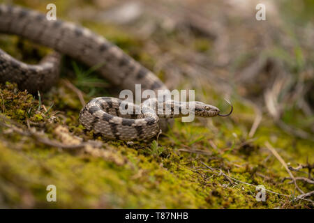 Europäische Katze, Schlange, Telescopus fallax, Feder in Kresna Schlucht. Stockfoto