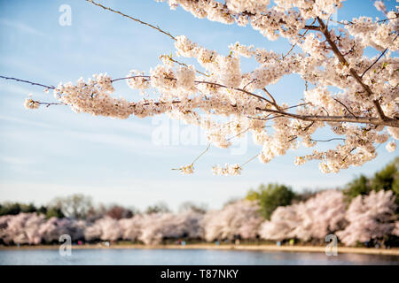 Kirchenblüten, Tidal Basin, Washington DC | WASHINGTON D.C., Vereinigte Staaten — Kirschblütenzweige rahmen das Tidal Basin ein, wo jeden Frühling ein Ring aus blühenden Bäumen rund um das Wasser blüht. Die dominierende Yoshino-Sorte stammt von einem Geschenk von über 3.000 Bäumen aus der Stadt Tokio im Jahr 1912 ab, die entlang der Ufer des Beckens gepflanzt wurden, um die Freundschaft zwischen Japan und den Vereinigten Staaten zu markieren. Stockfoto