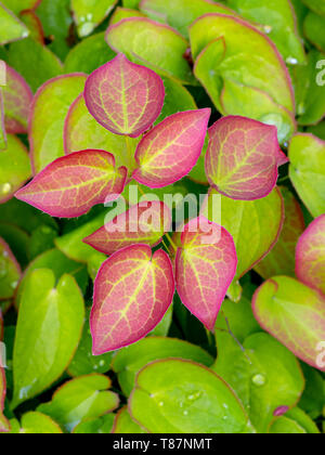 Blätter von Epimedium x rubrum, bekannt als Rote barrenwort Stockfoto