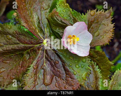 Sinopodophyllum hexandrum in Norfolk Garten Stockfoto