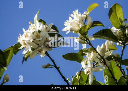 Weiße Blüten blühen auf Orangenbaumblüten Stockfoto