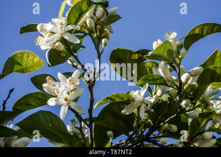 Weiße Blüten Orange Baum Blühende Äste Weiße Blumen Blühende Äste Orange Valencia Spanien Europa Stockfoto