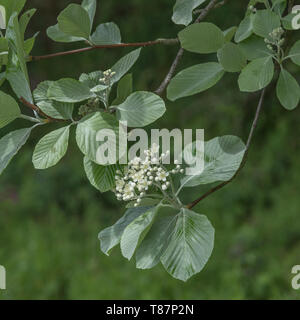 Blätter Laub & weiße Blumen blühen von Whitebeam/Sorbus aria (Tho. kann eine Vielzahl werden). Heilpflanze Whitebeam einmal in pflanzliche Heilmittel verwendet. Stockfoto