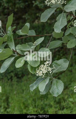 Blätter Laub & weiße Blumen blühen von Whitebeam/Sorbus aria (Tho. kann eine Vielzahl werden). Heilpflanze Whitebeam einmal in pflanzliche Heilmittel verwendet. Stockfoto