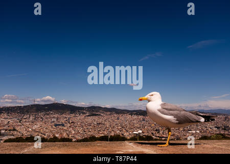 Möwe auf Mauer gegen Stadtbild. Ein Blick auf Barcelona vom Montjuïc Schloss, blauer Himmel, horizontale Komposition, kopieren. Stockfoto