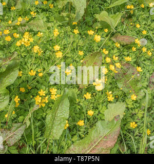 Masse der invasiven Schleichende Ranunkeln/Ranunculus repens an einem sonnigen Sommertag. Invasive Unkräuter oder invasive Pflanzen Konzept. Stockfoto