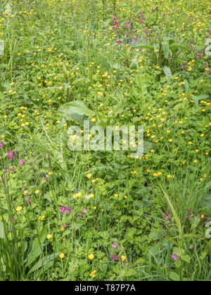 Masse der invasiven Schleichende Ranunkeln/Ranunculus repens an einem sonnigen Sommertag. Invasive Unkräuter oder invasive Pflanzen Konzept. Stockfoto