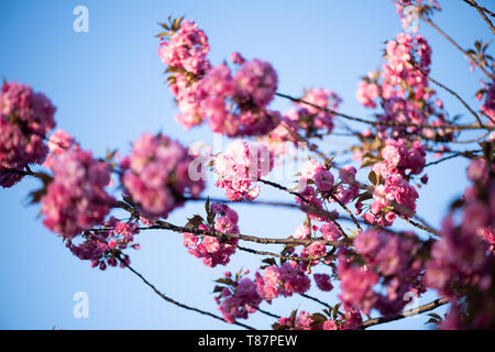 Kwanzan-Kirschblüten im East Potomac Park in Washington DC | WASHINGTON DC, Vereinigte Staaten — Doppelt-rosa Kwanzan-Kirschblüten drängen sich an einem Ast vor einem klaren Himmel im East Potomac Park. Diese Ziervarietät, die in den 1960er Jahren rund um den Hains Point gepflanzt wurde, blüht etwa zwei Wochen nach den Yoshino-Kirschen im Tidal Basin und verlängert die Blütezeit der Stadt bis in den Mittleren Frühling. Stockfoto