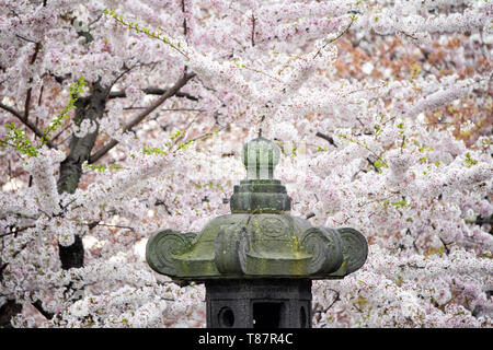 Washington, DC - Die steinerne japanische Laterne stammt aus dem 17. Jahrhundert. Es war ein Geschenk der Menschen in Japan an Washington DC, das jetzt am Ufer des Tidal Basin liegt und jedes Frühjahr von Tausenden von blühenden Kirschblüten umgeben ist. Die jährliche Blüte tausender Kirschbäume rund um und in der Nähe von Denkmälern des Tidal Basin in Washington DC ist eine große Touristenattraktion. Die Blüte ist nur flüchtig, und der genaue Zeitpunkt ändert sich von Jahr zu Jahr je nach Wetter in den Monaten bis zu ihr. Stockfoto