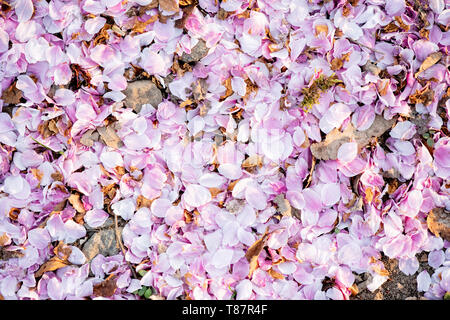 WASHINGTON DC – am Ende des Blütezyklus bedecken gefallene Kirschblüten den Boden entlang des Gezeitenbeckens. Die jährliche Blüte der Bäume, ein Geschenk aus Japan im Jahr 1912, ist eine flüchtige Attraktion, deren genaue Zeitangabe sich jedes Jahr je nach Wetterbedingungen ändert. Stockfoto