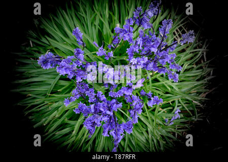 Bluebell Blumen auf dem Waldboden Stockfoto