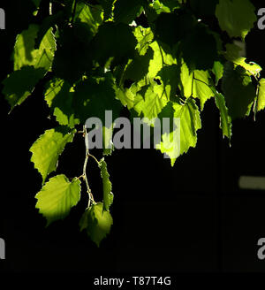 Tilia caudata; Frühling Laub von Klein-leaved Lime im Sonnenlicht isoliert Stockfoto