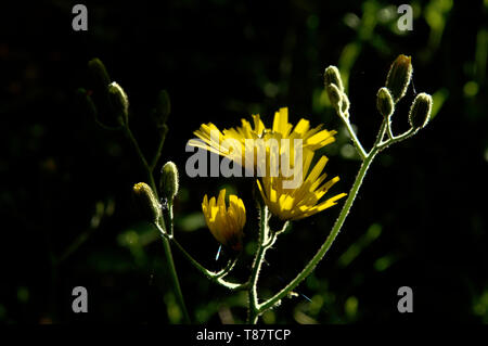 Hieracium lachenalii; gelber Weißwauch im deutschen Feldrand Stockfoto