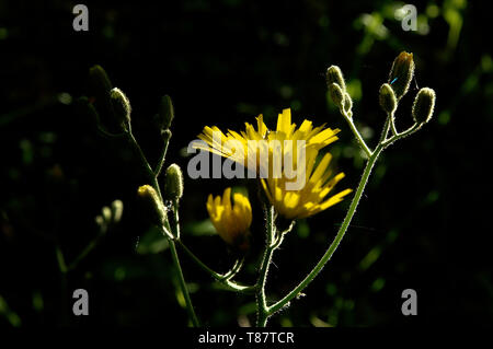 Hieracium lachenalii; gelber Weißwauch im deutschen Feldrand Stockfoto