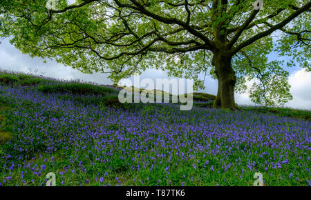 Bluebells unter einer Eiche im englischen Lake District Stockfoto