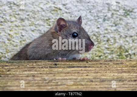 Junge braune Ratte (Rattus norvegicus), Penzance, Cornwall, England, Großbritannien. Stockfoto