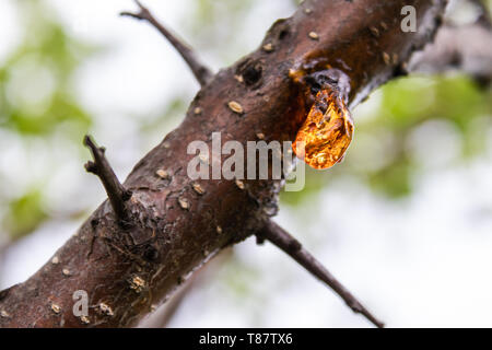 Solide sap von dem Baum auf dem Stamm. Details der Natur. Stockfoto