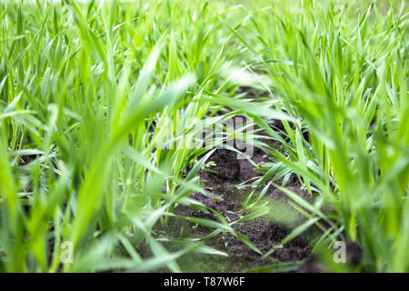 Junge Weizen Sämlinge wachsen in das Feld ein. Close-up. Stockfoto