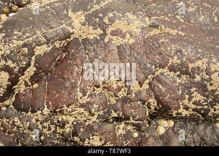 Nahaufnahme der Felsfläche am Meer mit winzigen Schalen aus Limmet Stockfoto