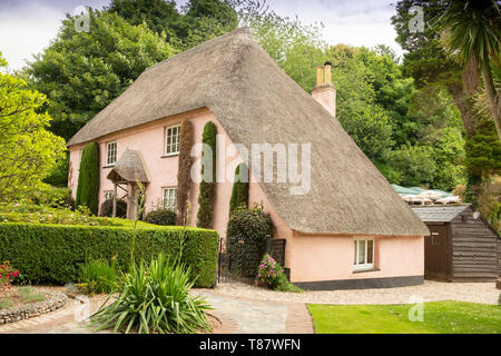 Klassische strohgedeckten rosa Häuschen und Garten (Rose Cottage Tea Gardens), im malerischen Reetdach Dorf Cockington, Devon, England, Großbritannien Stockfoto