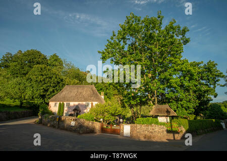 Klassische strohgedeckten rosa Häuschen und Garten (Rose Cottage Tea Gardens), im malerischen Reetdach Dorf Cockington, Devon, England, Großbritannien Stockfoto