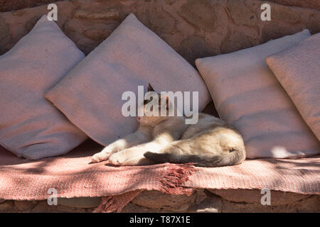 Entspannt cat, San Pedro de Atacama, Chile Stockfoto