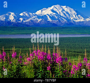 Mount McKinley (Denali) auf einem klaren blauen Himmel Tag mit Fireweed im Vordergrund mit Blick auf einen Gletscher Flussbett im Frühsommer in Denali National Par Stockfoto