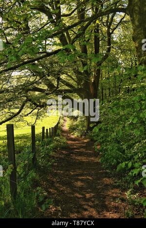 Wald Spaziergang auf Ardgowan Immobilien Stockfoto