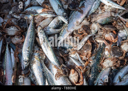 Frische Sardinen und verschiedene Arten wild Fisch am Strand portugal Stockfoto