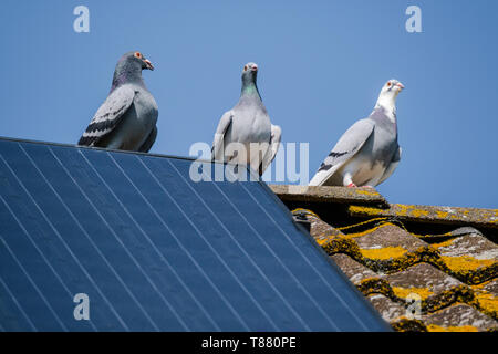 Drei schöne Brieftauben Flirt auf dem Grat der Dach mit Solarzellen Stockfoto