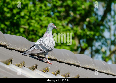 Schöne Racing Pigeon auf dem Grat des Daches. Stockfoto